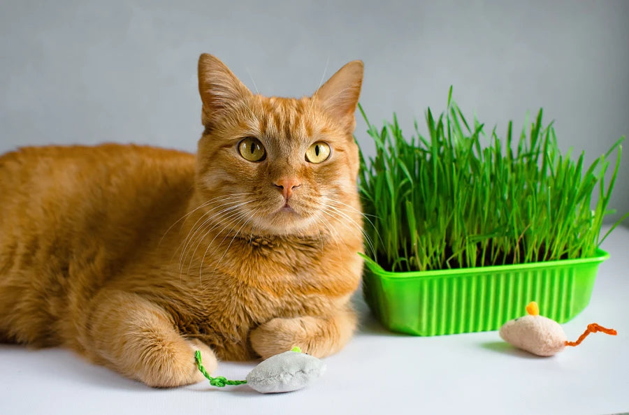 HIERBA GATERA (CATGRASS( (: ¿Qué es y cuál es la diferencia con la Catnip? La importancia de tener plantas en casa para tus mascotas